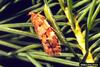 Western Spruce Budworm (Choristoneura occidentalis)