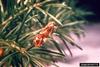 Western Spruce Budworm (Choristoneura occidentalis)