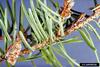 Western Spruce Budworm (Choristoneura occidentalis)