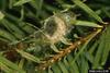 Western Spruce Budworm (Choristoneura occidentalis)