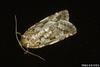 Western Spruce Budworm (Choristoneura occidentalis)