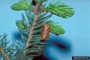 Spruce Budworm (Choristoneura orae)