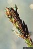 Jack pine budworm (Choristoneura pinus)