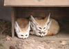 fennec