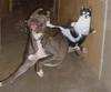 kungfu cat