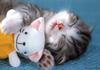 kitten's sweet nap