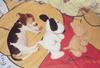 napping puppy