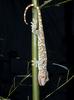 Tokay Gecko (Gekko gecko)101