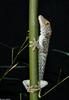 Tokay Gecko (Gekko gecko)102
