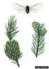 Blade Spruce Gall Adelgid (Adelges laricis)