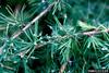 Blade Spruce Gall Adelgid (Adelges laricis)