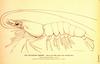 White Shrimp (Litopenaeus setiferus)