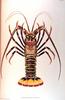 Japanese Spiny Lobster (Panulirus japonicus)