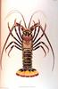 Japanese Spiny Lobster (Panulirus japonicus)