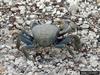 Blue Crab (Callinectes sapidus)