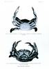 Blue Crab (Callinectes sapidus)