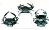 Blue Crab (Callinectes sapidus)