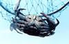 Blue Crab (Callinectes sapidus)