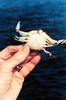 Blue Crab (Callinectes sapidus)