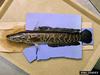 Northern Snakehead (Channa argus)