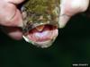 Northern Snakehead (Channa argus)