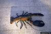 American Lobster (Homarus americanus)