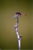 odonata (israel)