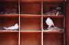 Doves(israel)