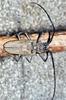 Cerambycidae(israel)