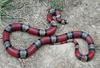 Central Nicaraguan milksnake (L.t.hondurensis) female