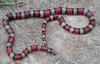 Central Nicaraguan milksnake (L.t.hondurensis) male