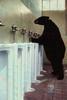 toilet bear