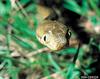 Brown Tree Snake (Boiga irregularis)