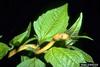 Brown Tree Snake (Boiga irregularis)