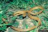 Brown Tree Snake (Boiga irregularis)