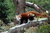 Red Panda (Ailurus fulgens)