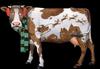 Christmas cow