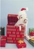 Christmas pig