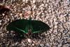 butterfly - Paris peacock - Papilio paris