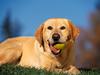 [Daily Photos CD4] Daily Photos, November 2005 : Break Time Yellow Labrador