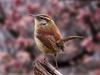 [Daily Photos CD4] Daily Photos, November 2005 : Carolina Wren