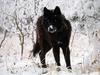 [Daily Photos CD4] Daily Photos, November 2005 : Cold Stare, Gray Wolf