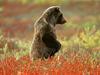 [Daily Photos CD4] Daily Photos, November 2005 : Grizzly Bear, Denali National Park, Alaska