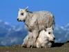 [Daily Photos CD4] Mountain Goat Kids