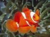 [Daily Photos CD4] Spine-Cheek Anemonefish, Papua New Guinea