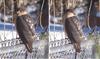 Cooper's Hawk?