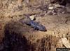 Spiny Lizard (Sceloporus sp.)