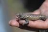 Southern Fence Lizard (Sceloporus undulatus undulatus)