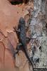 Southern Fence Lizard (Sceloporus undulatus undulatus)