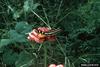 Zebra Longwing Butterfly (Heliconius charitonius)